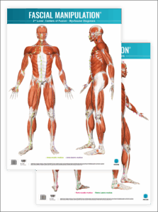 Fascial Manipulation ® – INFO PICCIN
