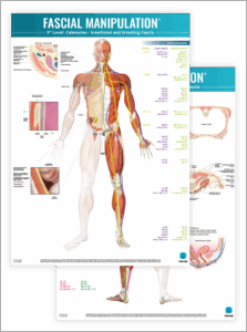 FASCIAL MANIPULATION® Fourth level Superficial fascia and systems – Practical part – Fourth level